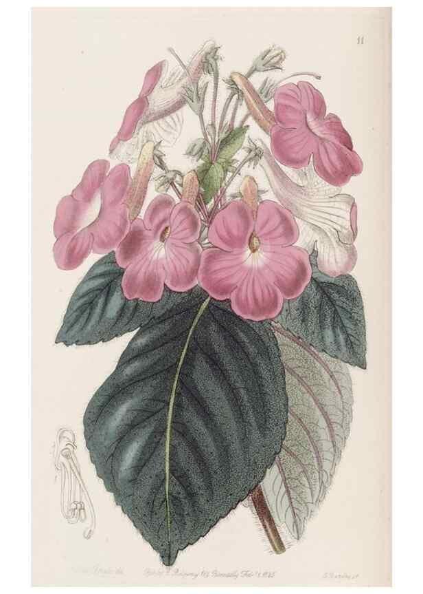 Reproducción/Reproduction 49817105858: Edwards's botanical register.. London :James Ridgway,1829-1847.. 