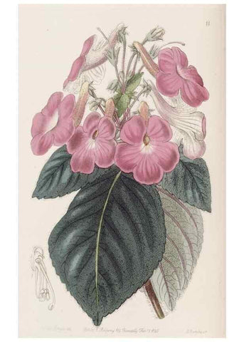 Reproducción/Reproduction 49817105858: Edwards's botanical register.. London :James Ridgway,1829-1847.. 
