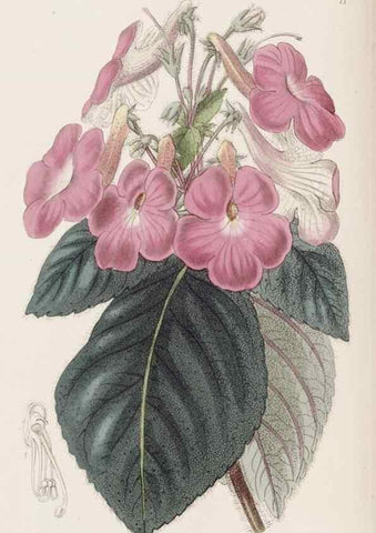 Reproducción/Reproduction 49817105858: Edwards's botanical register.. London :James Ridgway,1829-1847.. 