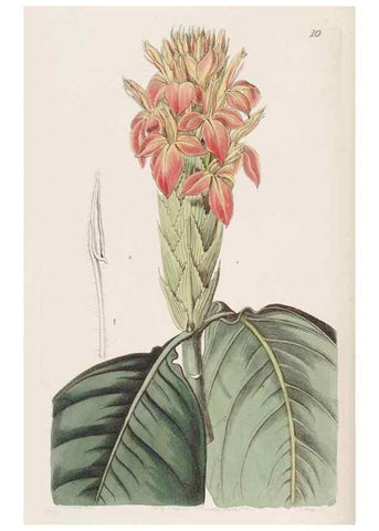 Reproducción/Reproduction 49817106428: Edwards's botanical register.. London :James Ridgway,1829-1847.. 