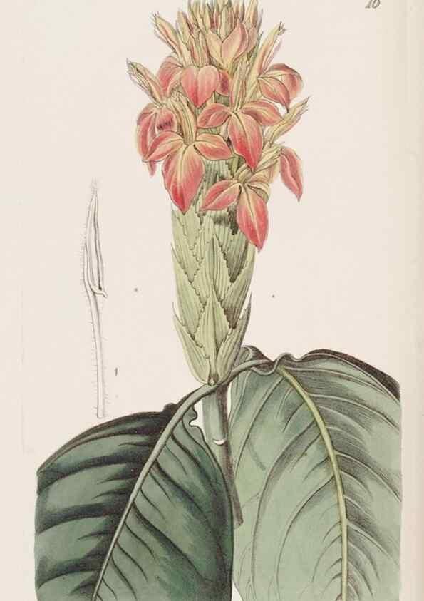 Reproducción/Reproduction 49817106428: Edwards's botanical register.. London :James Ridgway,1829-1847.. 