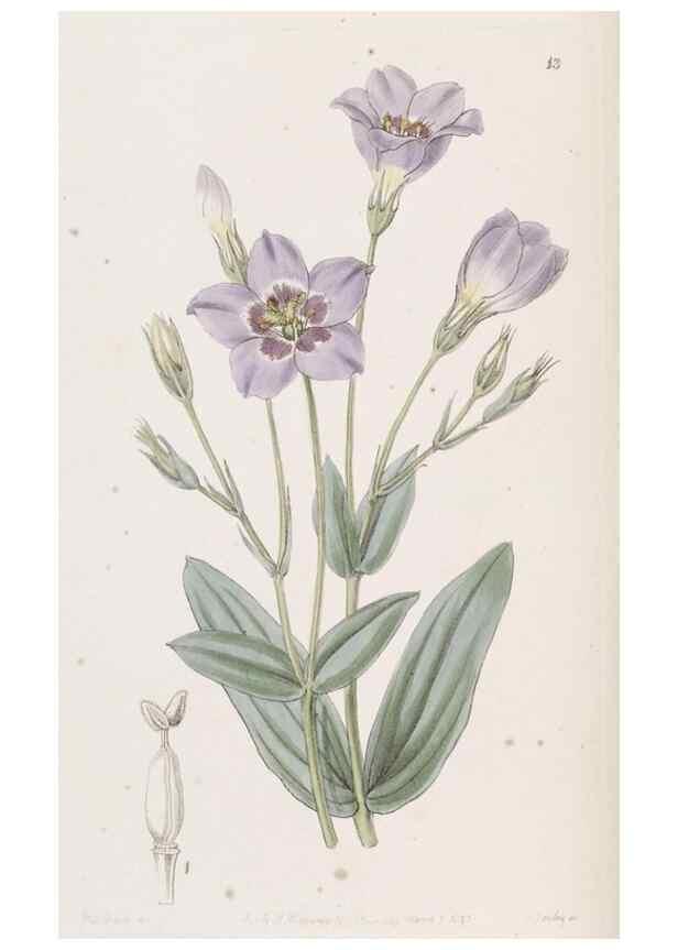 Reproducción/Reproduction 49817643626: Edwards's botanical register.. London :James Ridgway,1829-1847.. 