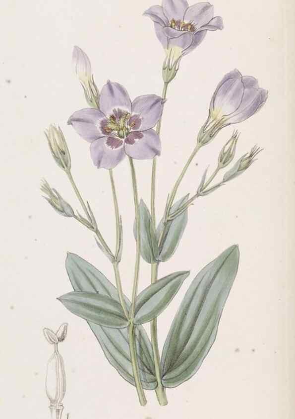 Reproducción/Reproduction 49817643626: Edwards's botanical register.. London :James Ridgway,1829-1847.. 