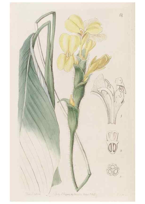 Reproducción/Reproduction 49817644361: Edwards's botanical register.. London :James Ridgway,1829-1847.. 