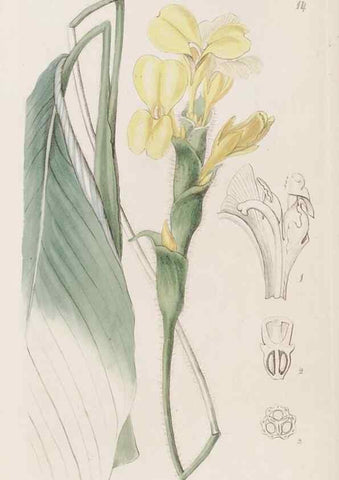 Reproducción/Reproduction 49817644361: Edwards's botanical register.. London :James Ridgway,1829-1847.. 