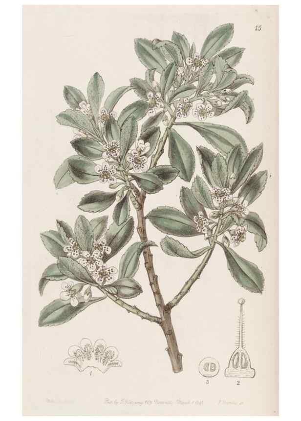Reproducción/Reproduction 49817107698: Edwards's botanical register.. London :James Ridgway,1829-1847.. 