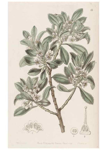Reproducción/Reproduction 49817107698: Edwards's botanical register.. London :James Ridgway,1829-1847.. 