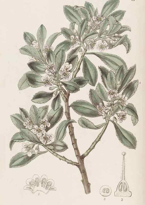 Reproducción/Reproduction 49817107698: Edwards's botanical register.. London :James Ridgway,1829-1847.. 