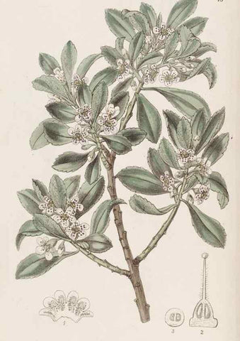 Reproducción/Reproduction 49817107698: Edwards's botanical register.. London :James Ridgway,1829-1847.. 