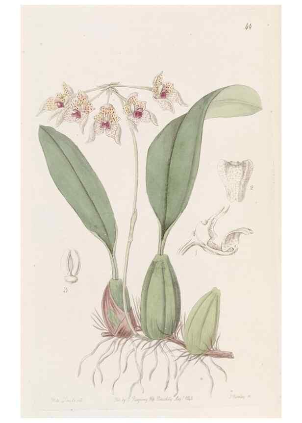 Reproducción/Reproduction 49817961182: Edwards's botanical register.. London :James Ridgway,1829-1847.. 