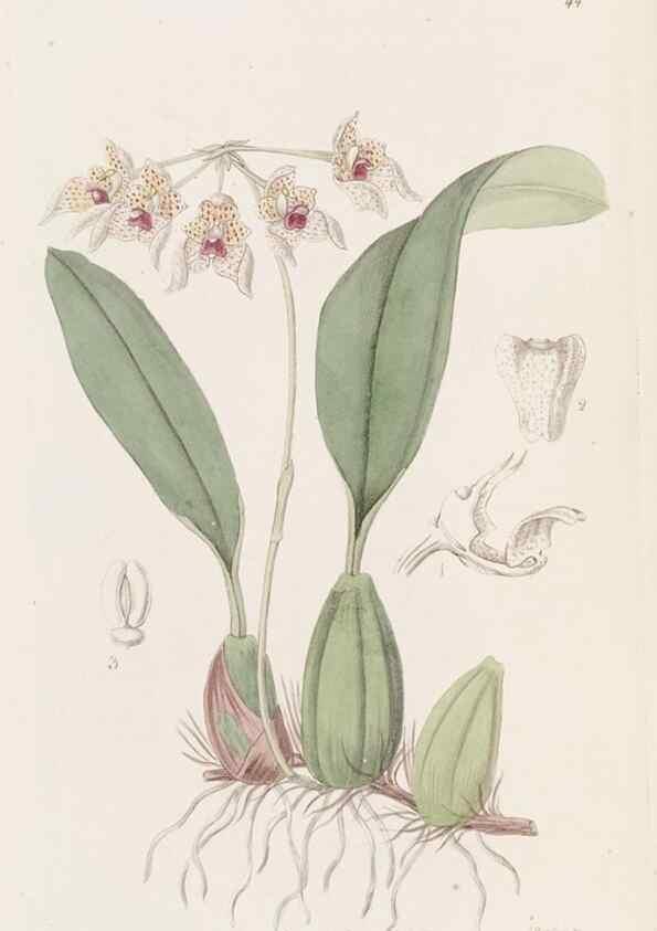 Reproducción/Reproduction 49817961182: Edwards's botanical register.. London :James Ridgway,1829-1847.. 