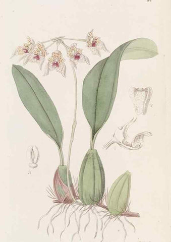 Reproducción/Reproduction 49817961182: Edwards's botanical register.. London :James Ridgway,1829-1847.. 