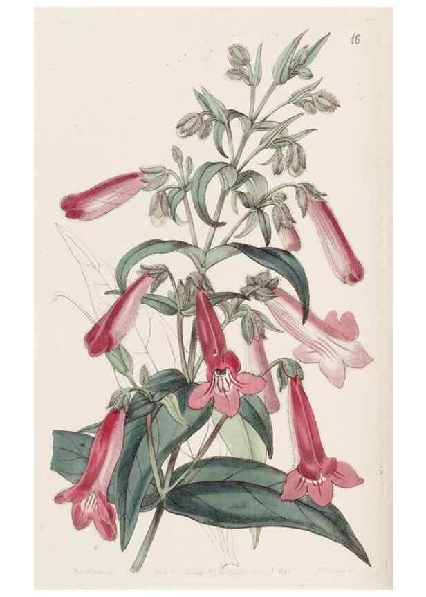 Reproducción/Reproduction 49817951312: Edwards's botanical register.. London :James Ridgway,1829-1847.. 
