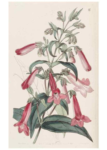 Reproducción/Reproduction 49817951312: Edwards's botanical register.. London :James Ridgway,1829-1847.. 