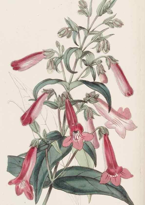Reproducción/Reproduction 49817951312: Edwards's botanical register.. London :James Ridgway,1829-1847.. 
