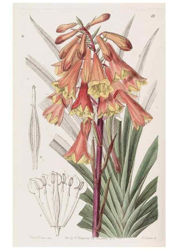 Reproducción/Reproduction 49817108903: Edwards's botanical register.. London :James Ridgway,1829-1847.. 