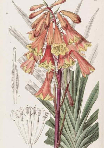 Reproducción/Reproduction 49817108903: Edwards's botanical register.. London :James Ridgway,1829-1847.. 