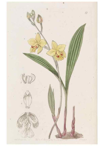 Reproducción/Reproduction 49817109288: Edwards's botanical register.. London :James Ridgway,1829-1847.. 