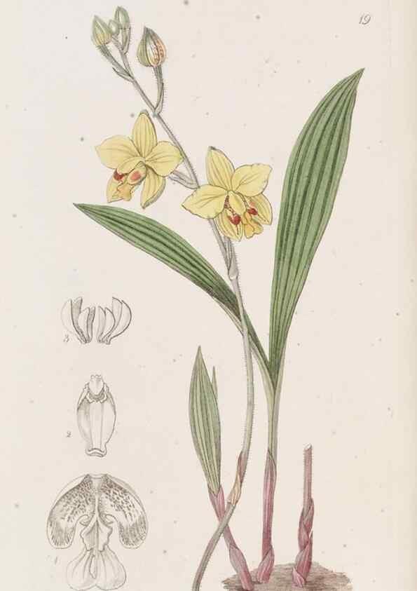 Reproducción/Reproduction 49817109288: Edwards's botanical register.. London :James Ridgway,1829-1847.. 
