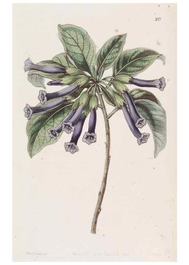 Reproducción/Reproduction 49817952892: Edwards's botanical register.. London :James Ridgway,1829-1847.. 