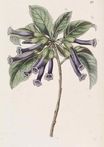 Reproducción/Reproduction 49817952892: Edwards's botanical register.. London :James Ridgway,1829-1847.. 