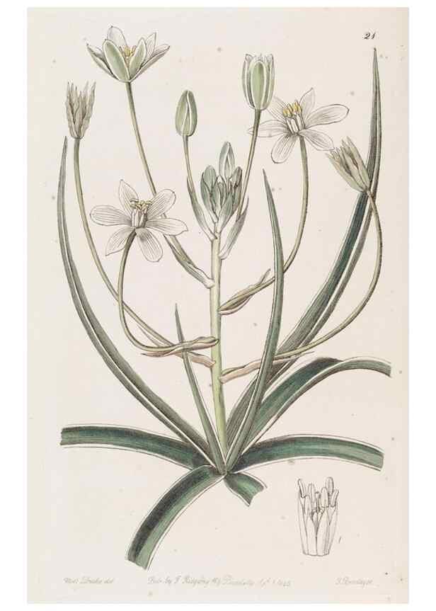 Reproducción/Reproduction 49817953262: Edwards's botanical register.. London :James Ridgway,1829-1847.. 