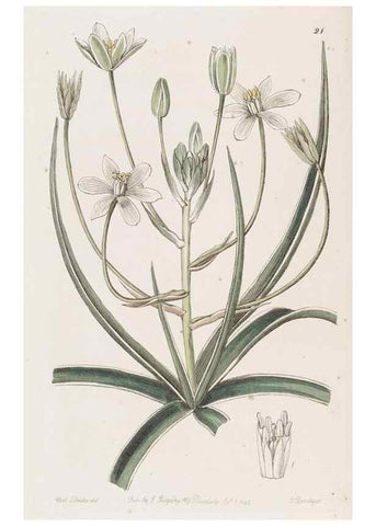 Reproducción/Reproduction 49817953262: Edwards's botanical register.. London :James Ridgway,1829-1847.. 