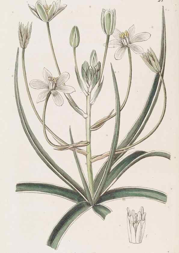 Reproducción/Reproduction 49817953262: Edwards's botanical register.. London :James Ridgway,1829-1847.. 