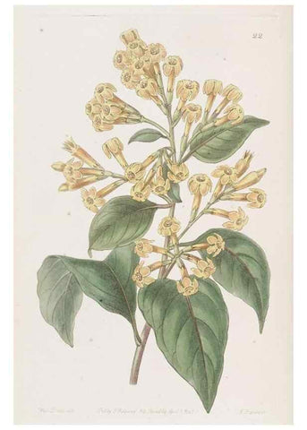Reproducción/Reproduction 49817953682: Edwards's botanical register.. London :James Ridgway,1829-1847.. 