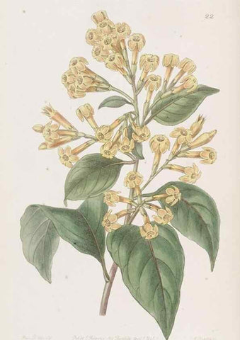 Reproducción/Reproduction 49817953682: Edwards's botanical register.. London :James Ridgway,1829-1847.. 