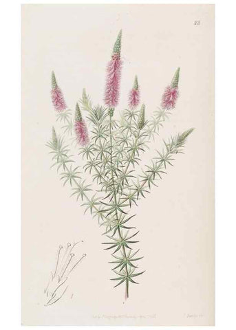Reproducción/Reproduction 49817647696: Edwards's botanical register.. London :James Ridgway,1829-1847.. 