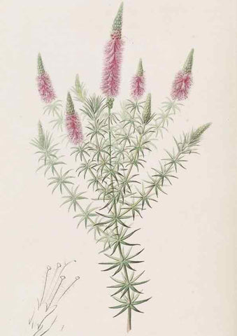 Reproducción/Reproduction 49817647696: Edwards's botanical register.. London :James Ridgway,1829-1847.. 