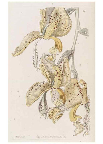 Reproducción/Reproduction 49817648081: Edwards's botanical register.. London :James Ridgway,1829-1847.. 