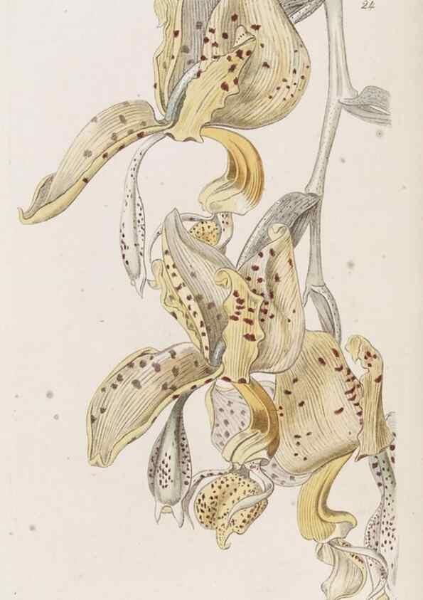 Reproducción/Reproduction 49817648081: Edwards's botanical register.. London :James Ridgway,1829-1847.. 