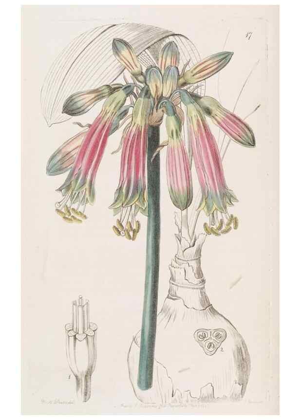 Reproducción/Reproduction 49817645391: Edwards's botanical register.. London :James Ridgway,1829-1847.. 