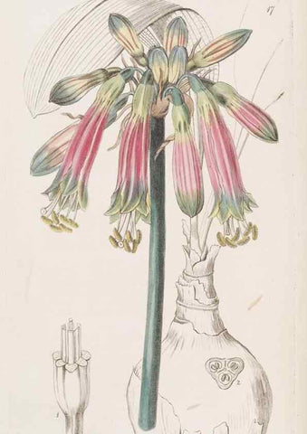 Reproducción/Reproduction 49817645391: Edwards's botanical register.. London :James Ridgway,1829-1847.. 