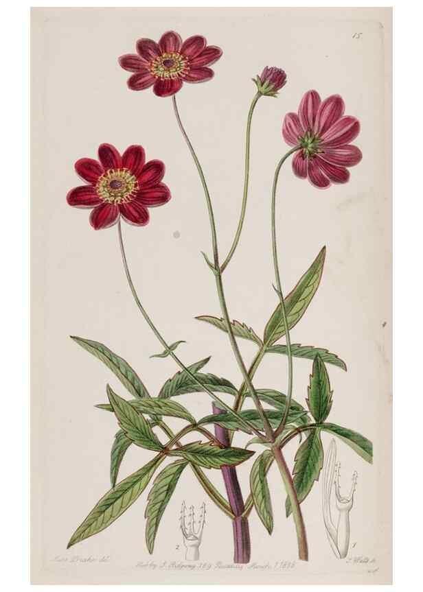 Reproducción/Reproduction 49818048202: Edwards's botanical register.. London :James Ridgway,1829-1847.. 