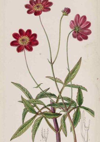 Reproducción/Reproduction 49818048202: Edwards's botanical register.. London :James Ridgway,1829-1847.. 
