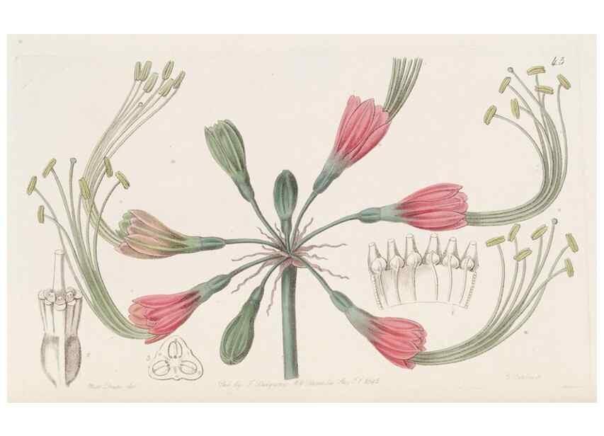Reproducción/Reproduction 49817118183: Edwards's botanical register.. London :James Ridgway,1829-1847.. 