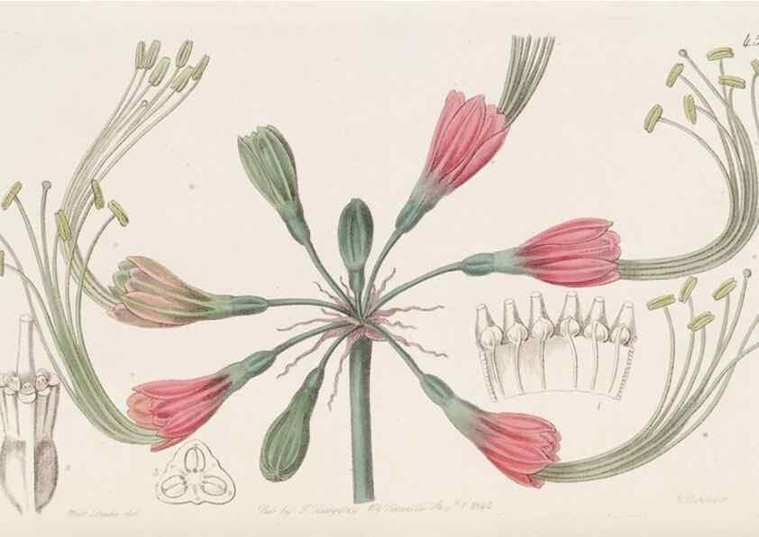 Reproducción/Reproduction 49817118183: Edwards's botanical register.. London :James Ridgway,1829-1847.. 