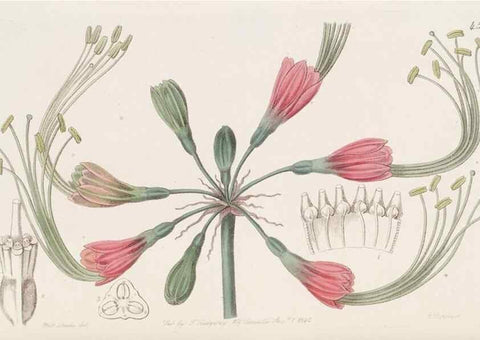 Reproducción/Reproduction 49817118183: Edwards's botanical register.. London :James Ridgway,1829-1847.. 