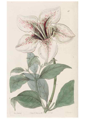 Reproducción/Reproduction 49817962312: Edwards's botanical register.. London :James Ridgway,1829-1847.. 