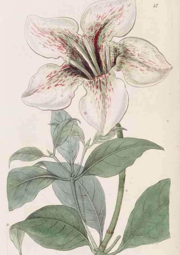 Reproducción/Reproduction 49817962312: Edwards's botanical register.. London :James Ridgway,1829-1847.. 