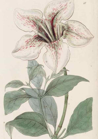 Reproducción/Reproduction 49817962312: Edwards's botanical register.. London :James Ridgway,1829-1847.. 
