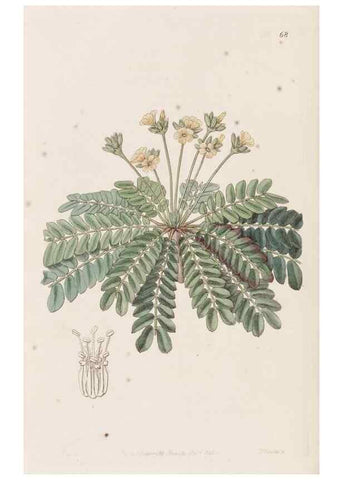 Reproducción/Reproduction 49817662336: Edwards's botanical register.. London :James Ridgway,1829-1847.. 