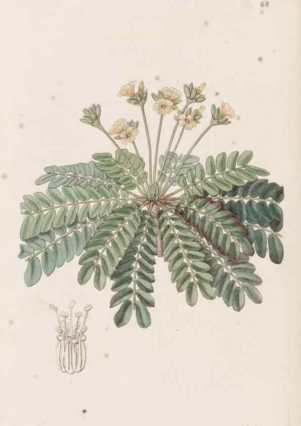 Reproducción/Reproduction 49817662336: Edwards's botanical register.. London :James Ridgway,1829-1847.. 