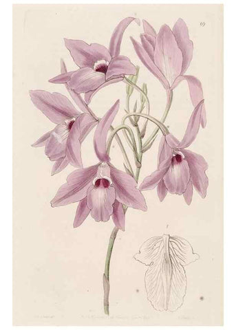 Reproducción/Reproduction 49817969712: Edwards's botanical register.. London :James Ridgway,1829-1847.. 