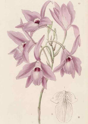 Reproducción/Reproduction 49817969712: Edwards's botanical register.. London :James Ridgway,1829-1847.. 