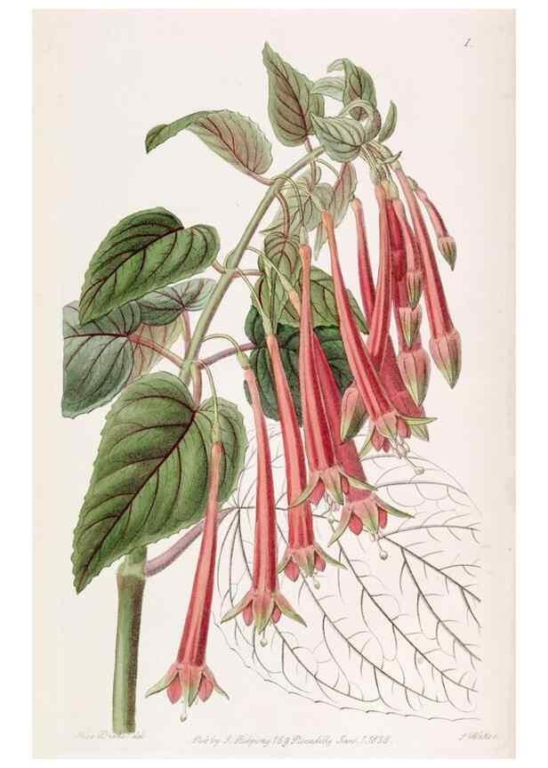 Reproducción/Reproduction 49818043002: Edwards's botanical register.. London :James Ridgway,1829-1847.. 