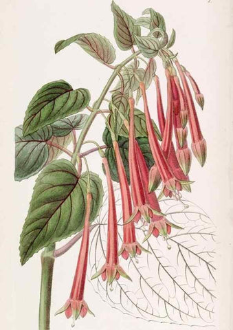 Reproducción/Reproduction 49818043002: Edwards's botanical register.. London :James Ridgway,1829-1847.. 